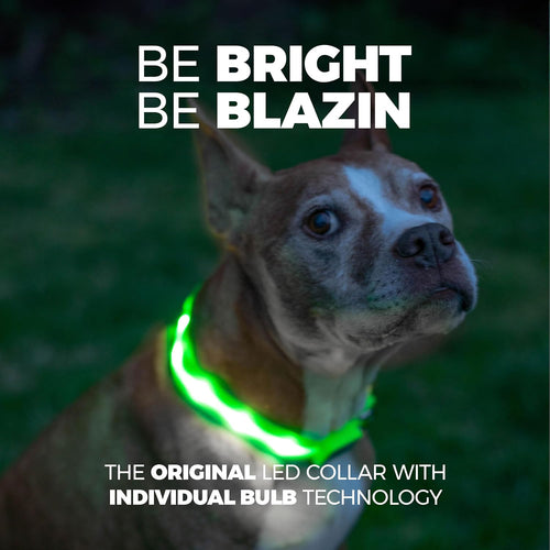 ' Safety LED Dog Collar – USB Rechargeable with Water Resistant Flashing Light